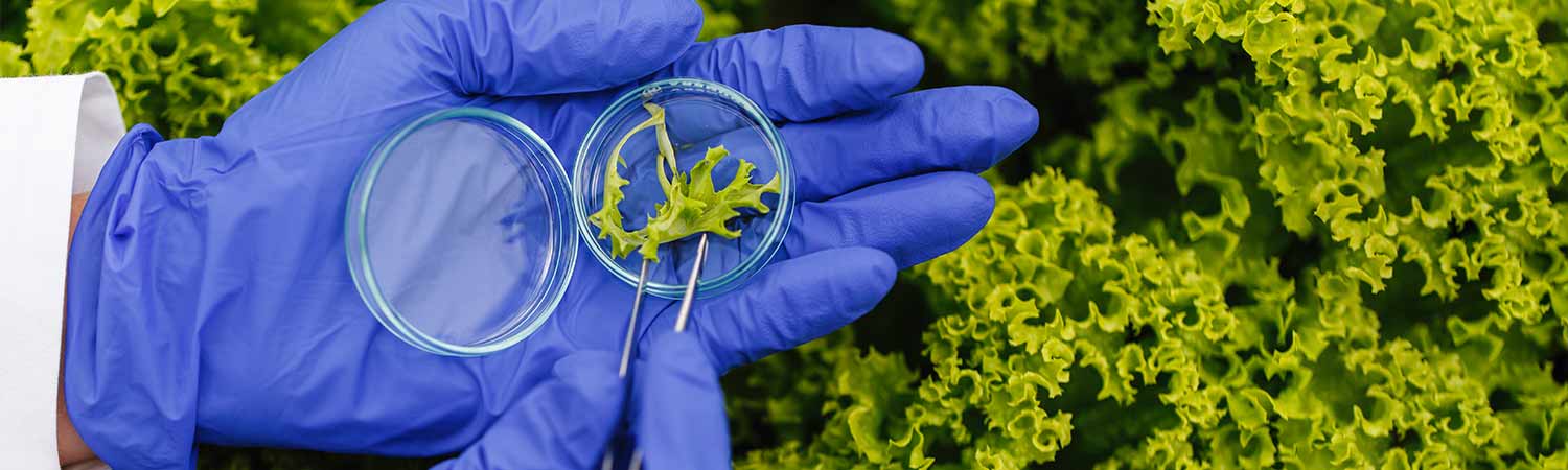 researcher holds a plant sample in a petri dish, symbolizing the scientific study of beneficial bacteria and probiotics as a safe alternative to antibiotics in aquaculture.