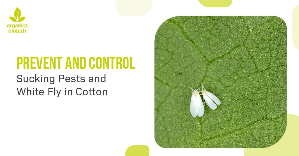 Prevent and Control Sucking Pests and White Fly in Cotton 1 A close-up shot of two whiteflies with translucent wings, resting on a bright green cotton leaf. The image is a promotional graphic from Organica Biotech about controlling pests in cotton crops.