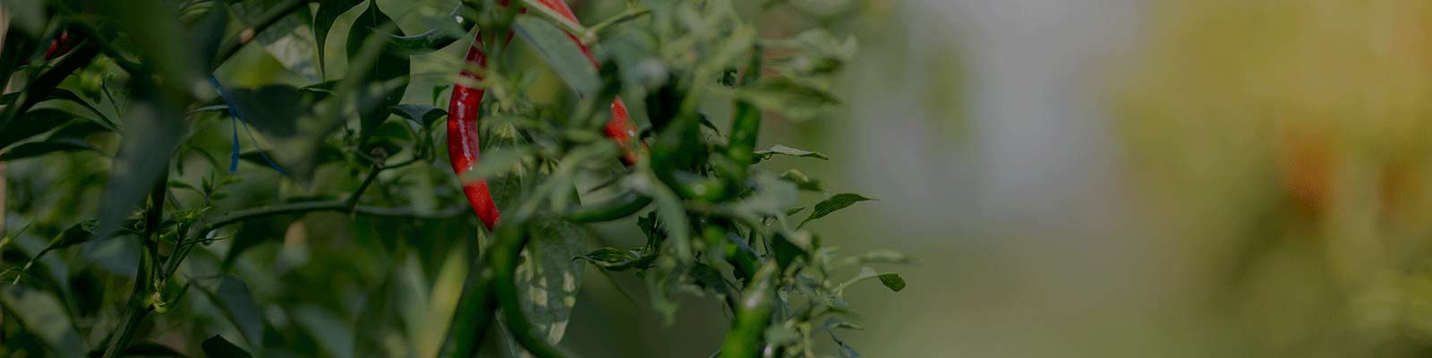 Healthy chilli plants thriving with Chilli Growth Promoter, boosting yield naturally.
