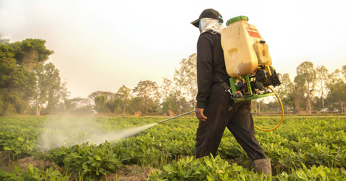 Silent Poison: How Pesticides in Our Food Chain Are Making Us Sick 1 Farmer spraying pesticides on crops in a field with a backpack sprayer at sunset.
