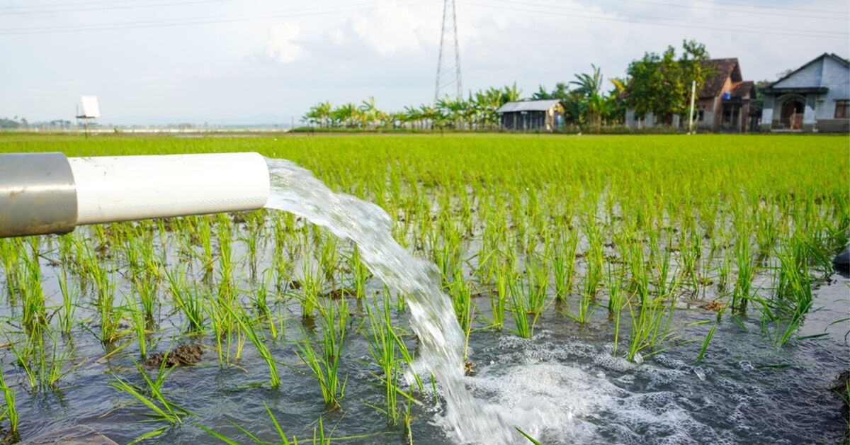 Water management techniques in Rice Cultivation 1 Blog 01