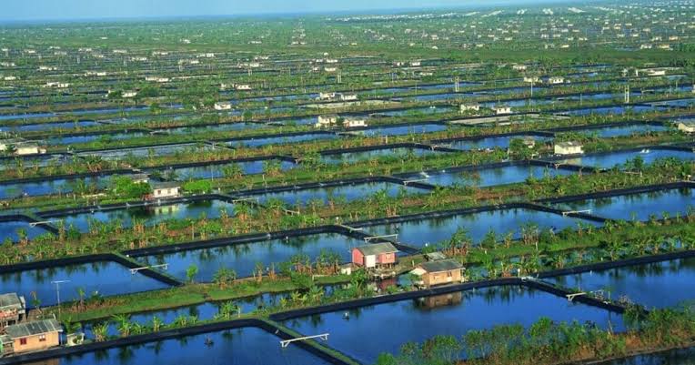 Aerial view of extensive aquaculture ponds with small structures, typical of fish or shrimp farming in Indonesia.
