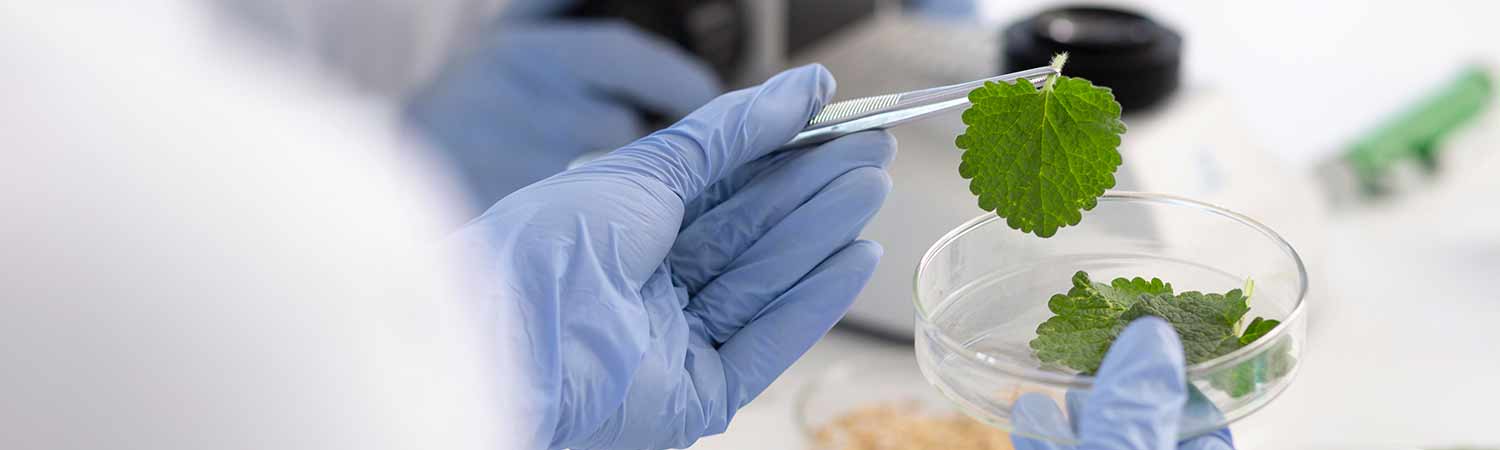 EPA And The Ban On Chlorpyrifos 1 EPA And The Ban On Chlorpyrifos
