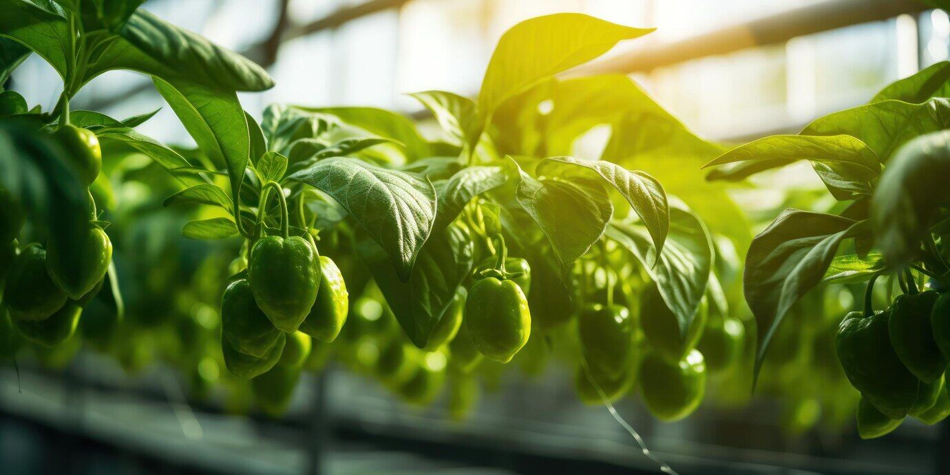 Solid State Fermentation