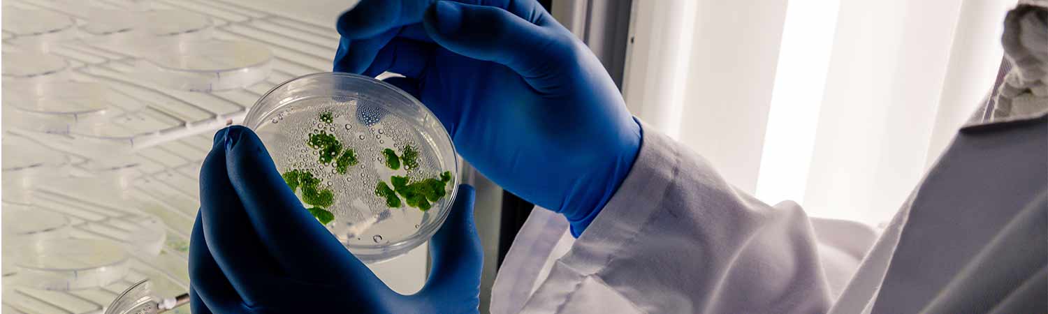 Bioremediation - The Easy Way Out Of Chaos 1 A person in blue gloves and a lab coat holds a petri dish containing plant growth, representing bioremediation research.