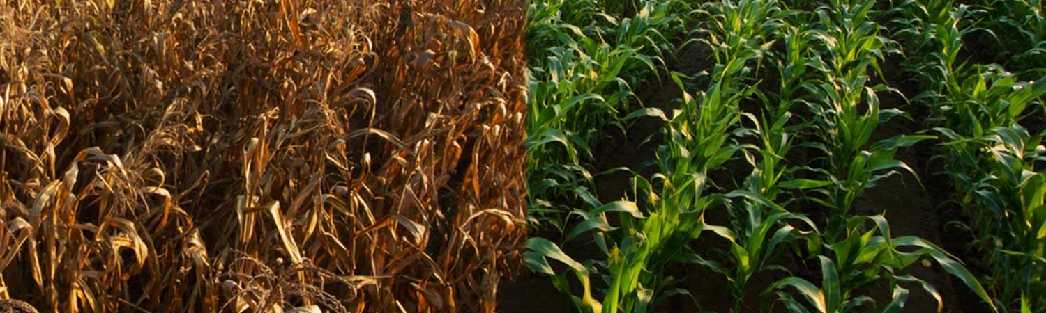 Picture showing Impact of Climate Change on Agriculture
