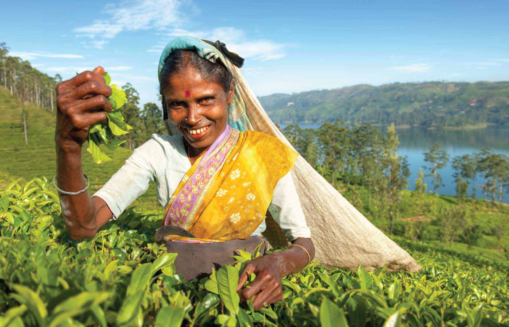 A smiling woman, possibly an Indian farmer, manually harvesting crops in a lush, green field under a clear sky, symbolizing traditional agricultural practices before industrialization.