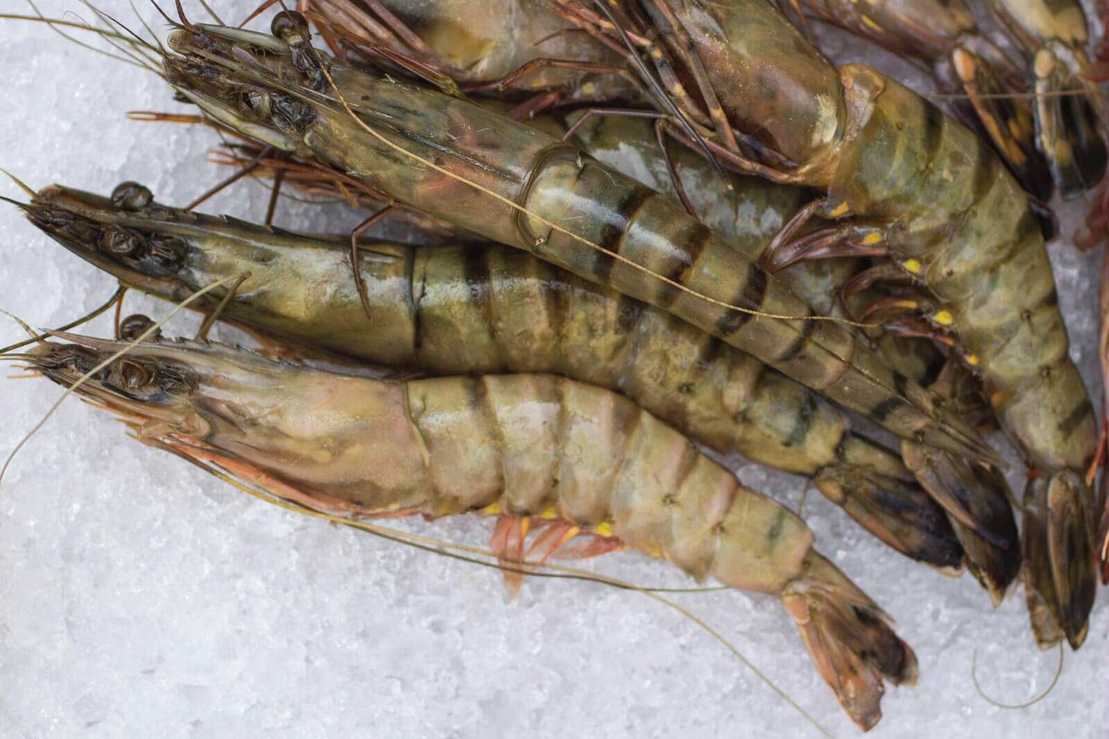 Probiotics And Aquaculture 1 : A close-up of high-quality shrimp on a bed of ice, representing the increased yield and profit achieved by an aquafarm using Bioclean Aqua probiotics.
