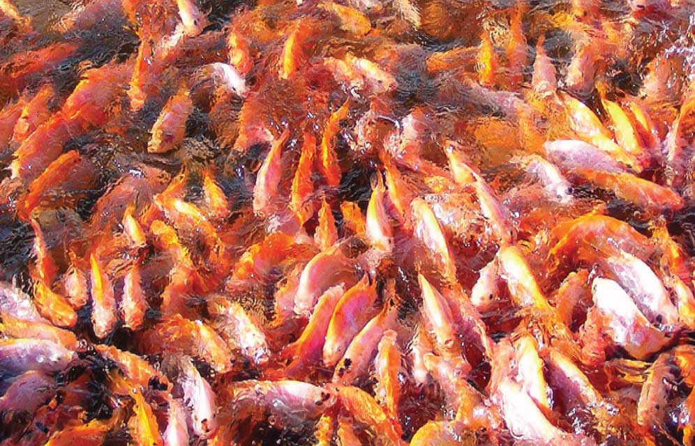 Why We Can’t Ignore Fish Disease in Discussions About Sustainable Aquaculture 1 Fish Disease in Sustainable Aquaculture