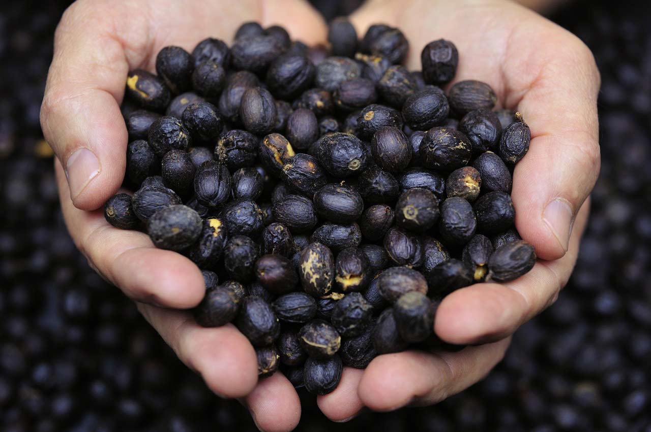 Coffee Plantation: How Plant Growth Promoter Can Boost Crop Yield 1 Coffee Plantation