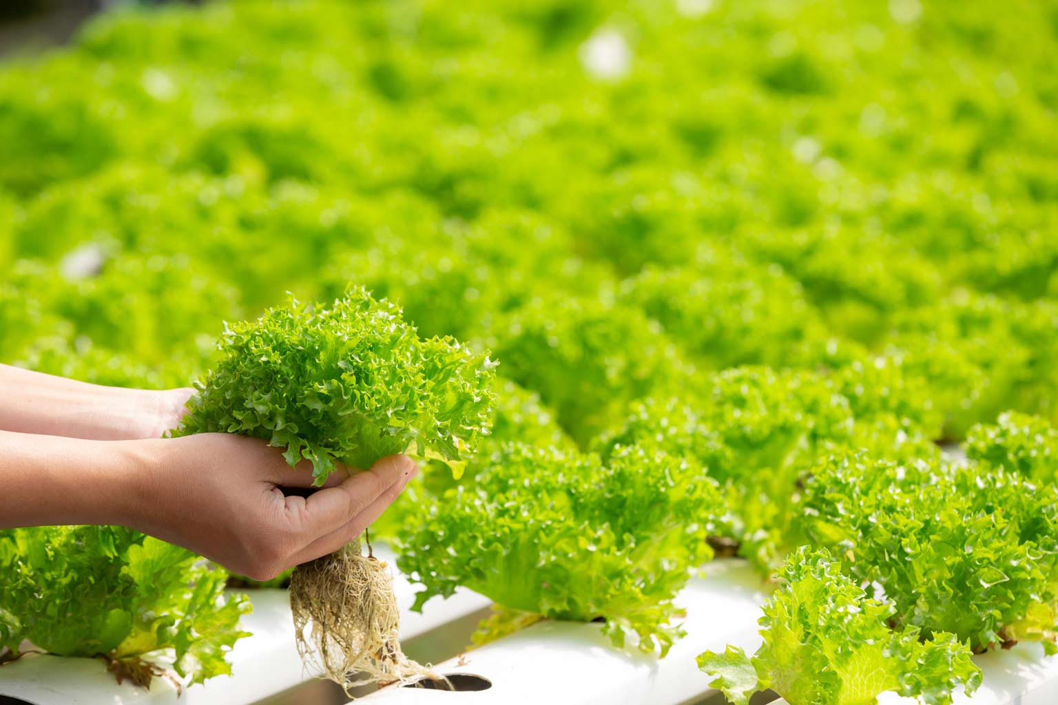 Hydroponics: The Future Of Farming And Gardening 1 A close-up of a person's hands holding a head of fresh, green lettuce with visible roots, freshly harvested from a modern hydroponic farm setup.