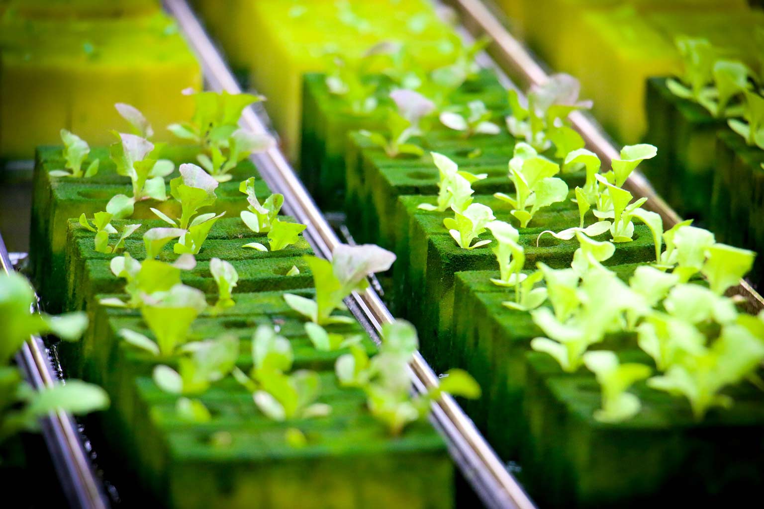 Sustainable Agriculture In Bhutan: How Hydroponics And Organic Farming Is The Future 1 Young green plants growing in green foam blocks within a hydroponic system, representing a sustainable agriculture method.