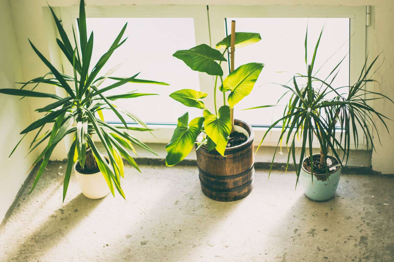 How To Take Care Of Indoor Plants 1 Three potted indoor plants sit on a sunny windowsill, including a large spiky plant, a leafy green plant, and a smaller spiky plant.