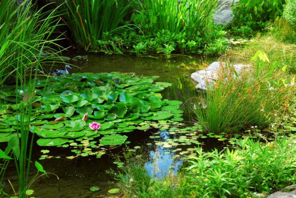 Here’s How to Make Your Neighborhood Lake a Tourist Spot 1 Lush Garden Pond with Water Lilies and Greenery