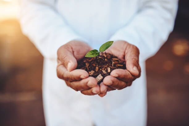 Importance of Biological Seed Treatment in Vegetable Production 1 Farmer holding soil with a young seedling, symbolizing biological seed treatment for healthy vegetable crop growth.