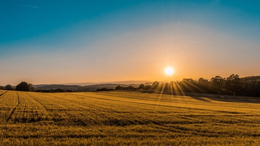 Role of Microbial Biostimulants in Mitigating the Effects of Climate Change 1 Agricultural field at sunrise symbolizing the role of microbial biostimulants in enhancing crop resilience to climate change.