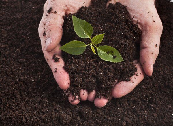 Compost v/s Chemical Fertilizer - Know Why Compost Wins 1 Hands holding compost soil with a small green plant sprouting, symbolizing sustainable gardening.