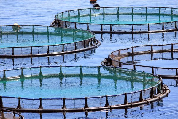 Unlock Superior Aquaculture With Organica Biotech 1 Unlock Superior Aquaculture With Organica Biotech