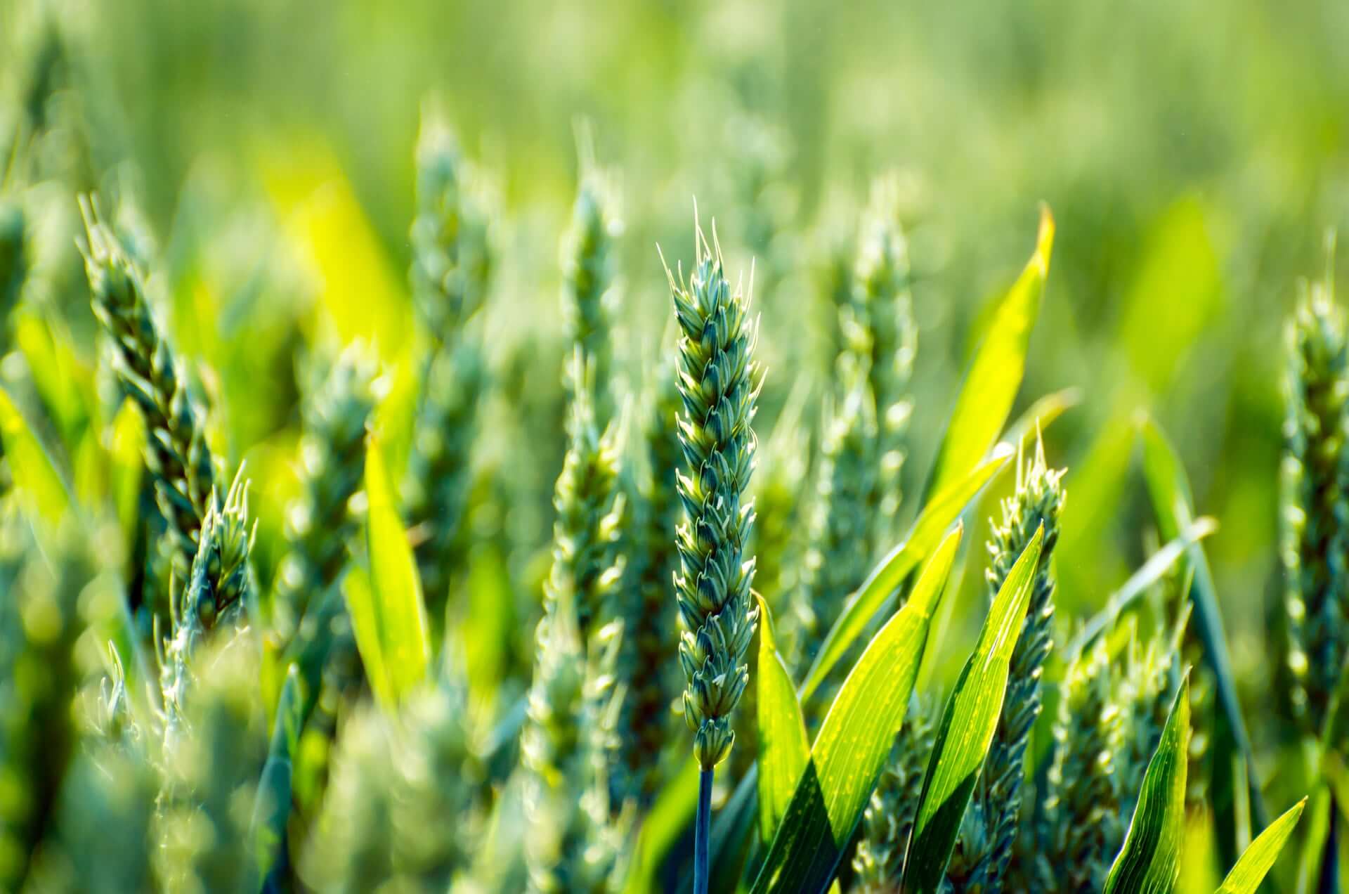 Paving The Way For Sustainable Agriculture with Biological Seed Treatment 1 Way For Sustainable Agriculture