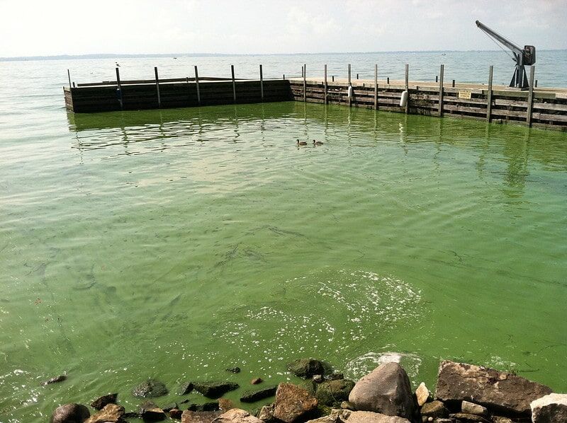 How Household Chemical Cleaners Contribute to Harmful Algal Bloom 1 A body of water with a prominent green harmful algal bloom near a wooden pier, suggesting pollution from chemical cleaners.