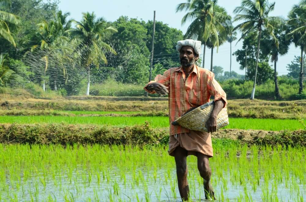 How Do Biostimulants Reduce the Requirement of Fertilizers in Agriculture 1 Farmer applying biostimulants in a paddy field to reduce fertilizer use in sustainable agriculture.