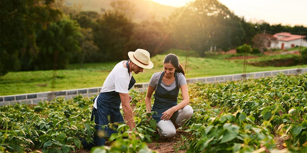 Types Of Organic Farming In India & How To Get Started With Sustainable Farming Practices 1 Two farmers harvesting organic vegetables in a greenhouse, showcasing sustainable farming practices.