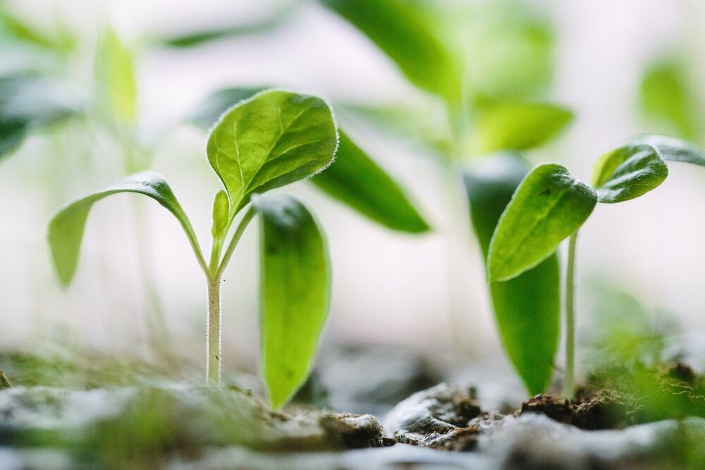 Biostimulants in Agriculture: Challenges, Function and Efficacy 1 lose-up of healthy green seedlings growing in soil, symbolizing the role of biostimulants in enhancing crop productivity and resilience.
