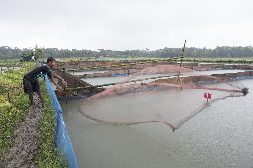 How Probiotics Helps Shrimp Aquaculture in Bangladesh 1 A Bangladeshi farmer casts a net into a shrimp aquaculture pond, showing traditional farming practices.