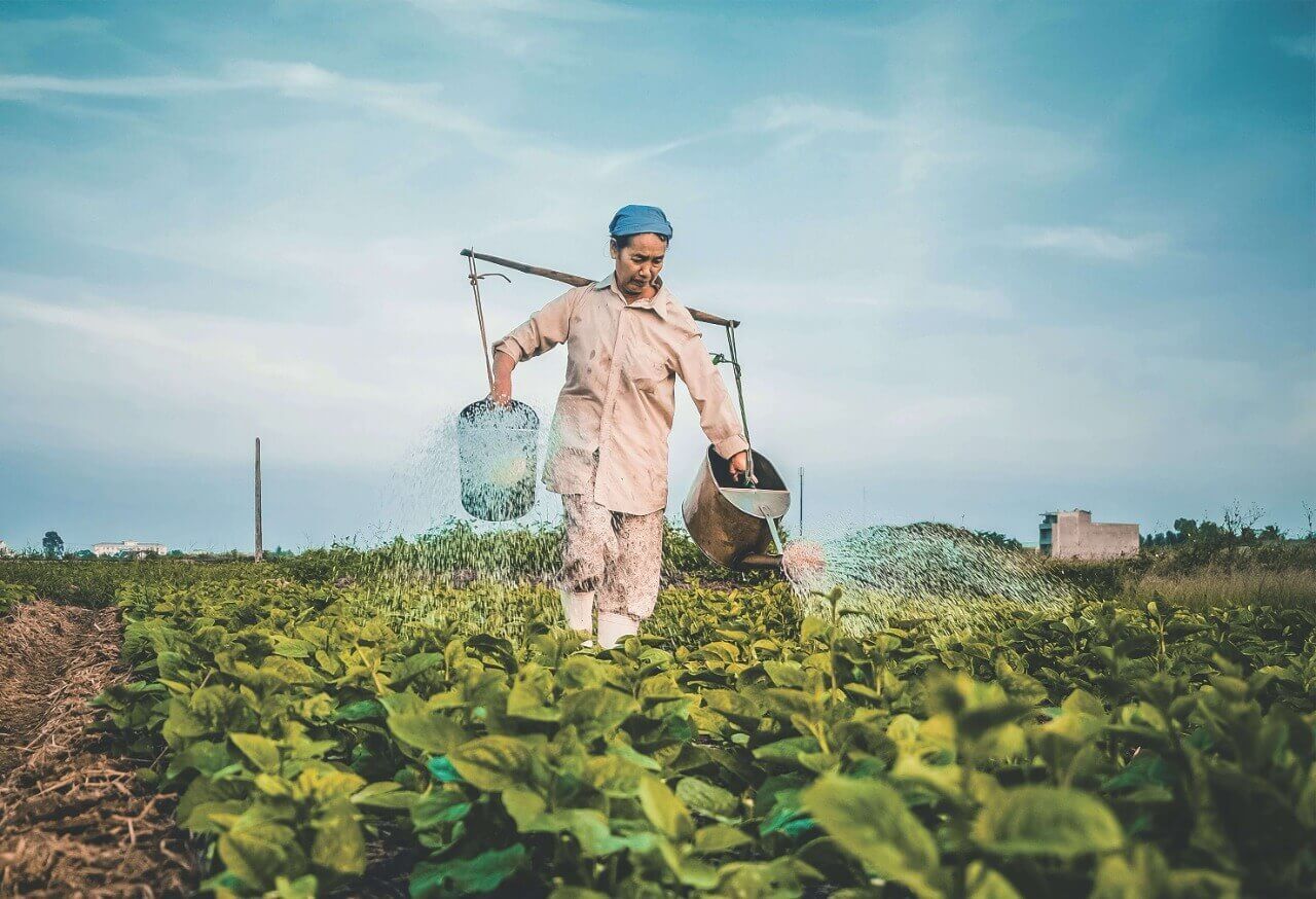 Role of Primary and Secondary Plant Nutrients in Crop Production 1 A farmer in a field uses a traditional shoulder yoke to water plants, illustrating the application of plant nutrients.