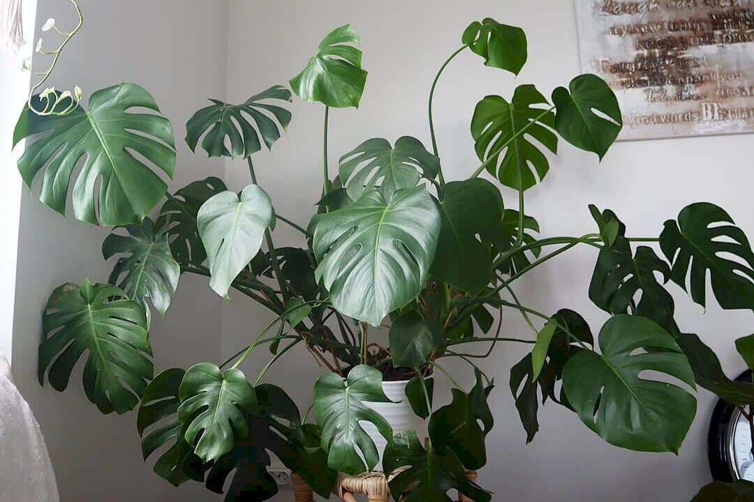 Monstera Plant Care Tips: How to Grow and Care For Your Monstera 1 Lush Monstera plant with large green leaves in a pot, illustrating proper care tips for growing and maintaining healthy indoor plants