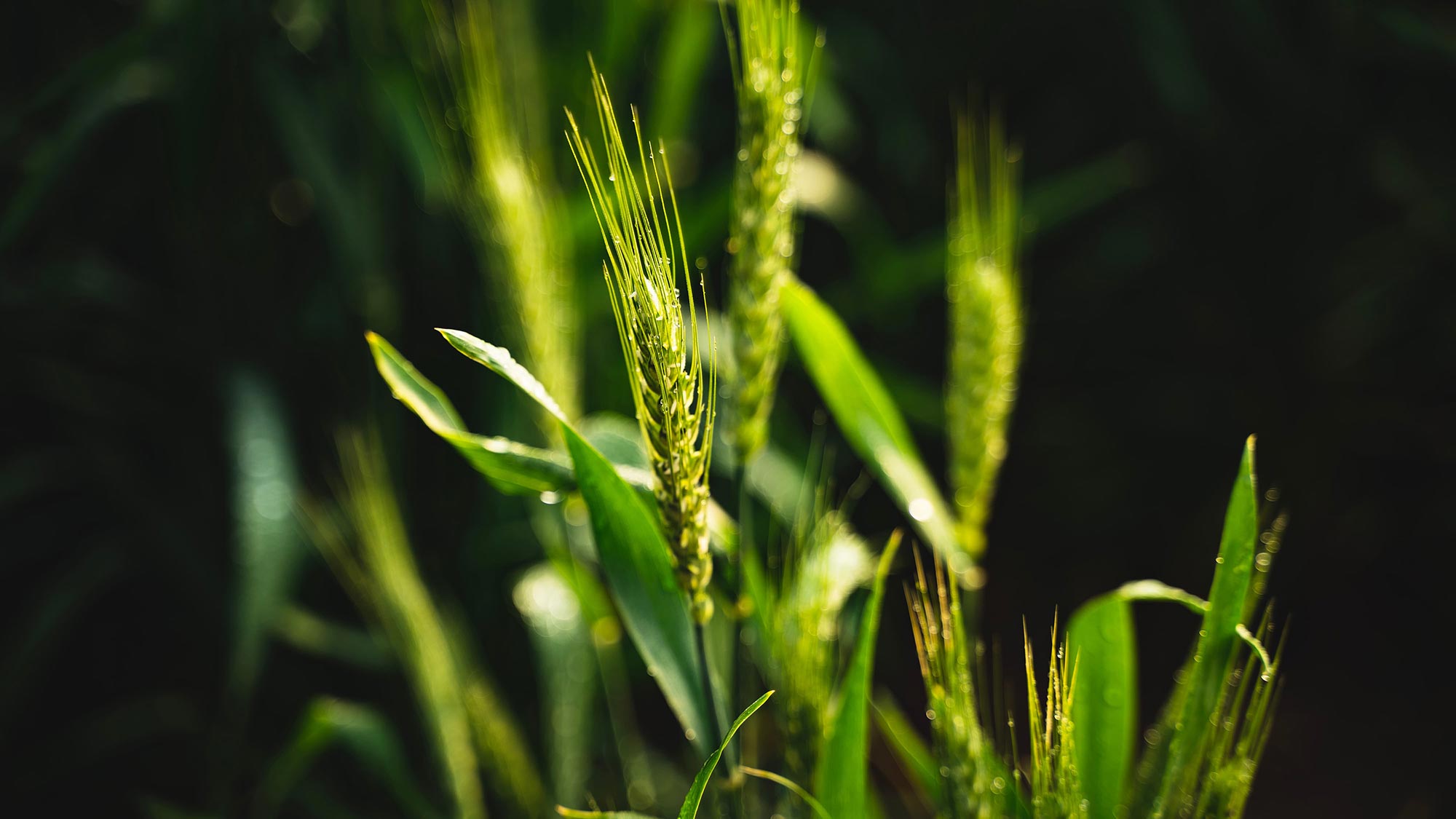 Effects of Climate Change on Agriculture: 7 Ways Biostimulants Can Help 1 Biostimulants-in-agriculture