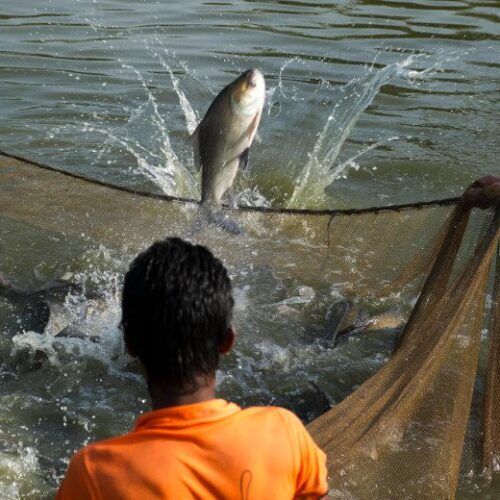 Future of Biofloc Technology in Bangladesh 1 A person in Bangladesh harvests fish from an aquaculture pond with a net, with a large fish splashing as it's caught, representing the country's booming aquaculture sector.