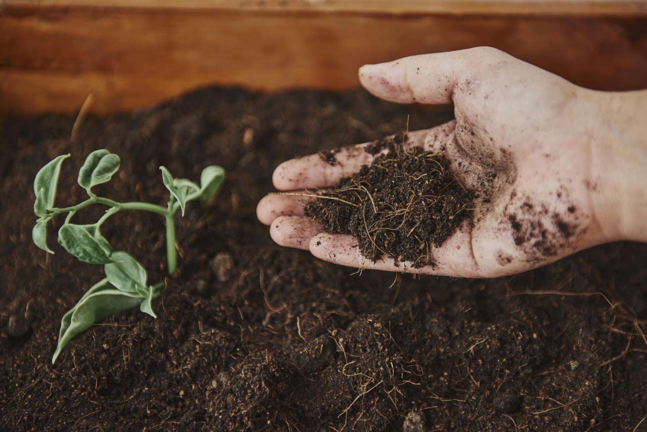 What Is the Difference Between Biostimulants and Bio-Fertilizers 1 A hand holding rich soil and a young green plant in a wooden tray, symbolizing healthy soil for plant growth.