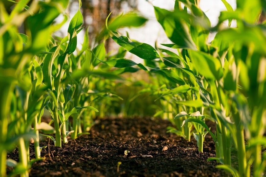 10 Facts About Organic Farming 1 Lush green crops growing in rich soil, showcasing the natural and sustainable practices of organic farming.
