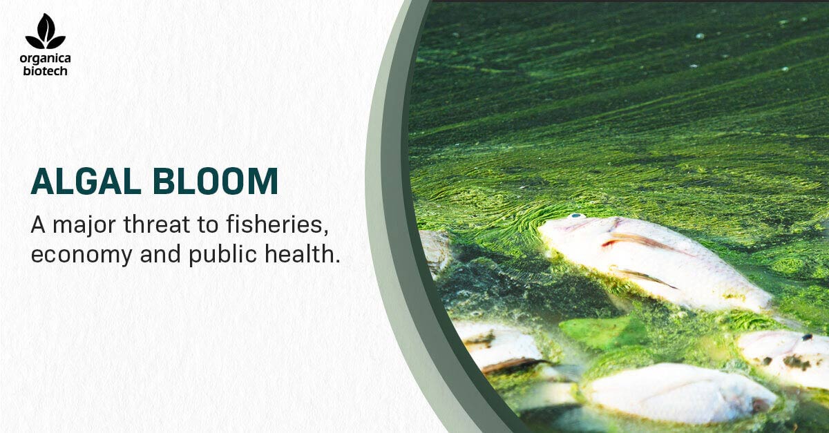 Algal Bloom - A Major Threat To Fisheries, Economy & Public Health 1 Dead fish floating in green algae-covered water, showing the environmental and public health dangers caused by harmful algal blooms.