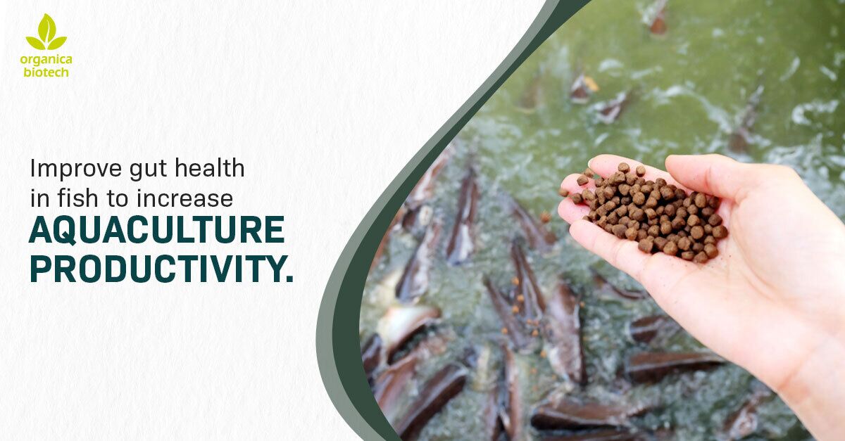 Improve Gut Health in Fish to Increase Aquaculture Productivity 1 A person's hand holding a handful of fish feed pellets, ready to feed a pond filled with fish. This image highlights the importance of quality feed for fish gut health.