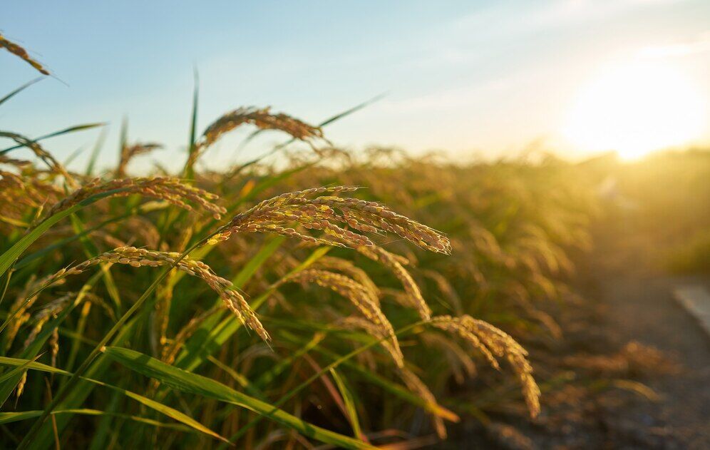 5 Emerging Challenges in Rice Cultivation Faced by Farmers: Organica’s Solutions to High Yield and Crop Management 1 Golden rice stalks in a field at sunset, showcasing thriving rice cultivation under a warm, glowing sky.