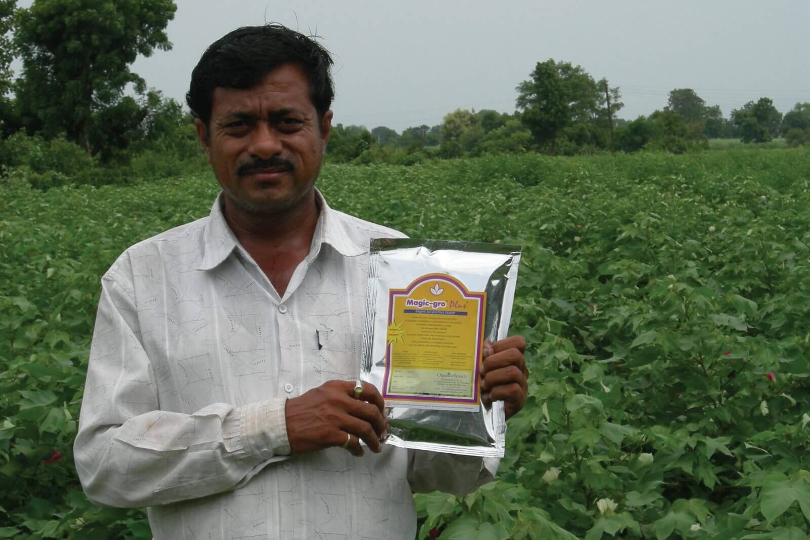 Increasing Ratoon Cotton Productivity With Advanced Biotechnology 1 Increasing Ratoon Cotton Productivity With Advanced Biotechnology