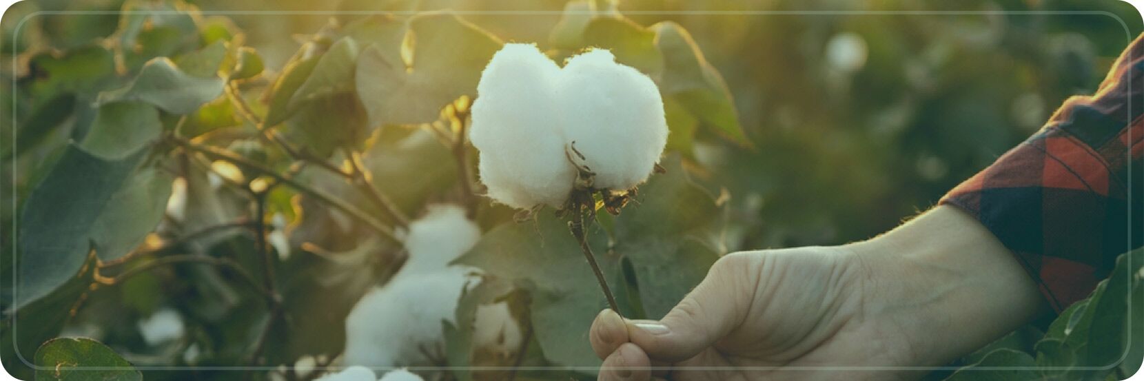 Harnessing the Power of Microbiome Products for Sustainable Cotton Farming 1 Power of Microbiome Products for Sustainable Cotton Farming