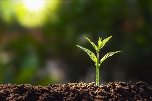 Plant Growth-Promoting Bacteria: Mechanisms and Applications 1 Plant Growth-Promoting Bacteria