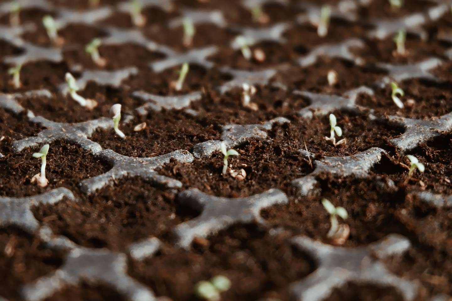 Role Of Biological Seed Treatment In Sustainable Farming 1 Close-up of germinating vegetable seedlings in a tray after biological seed treatment for sustainable farming
