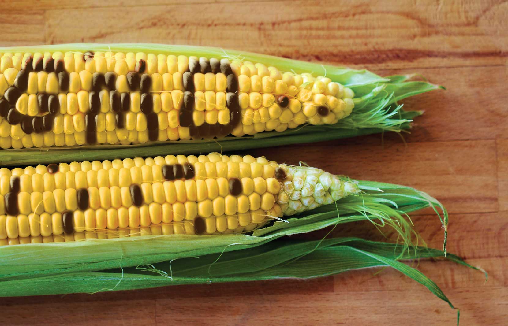 GMO: Boon Or Bane 1 GMO Boon Or Bane