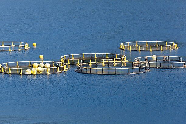 How Sustainable Aquaculture Can Benefit the Nigerian Economy 1 A collection of large circular fish cages floating on a lake. These modern, sustainable systems represent the innovative aquaculture needed to boost Nigeria's economy.