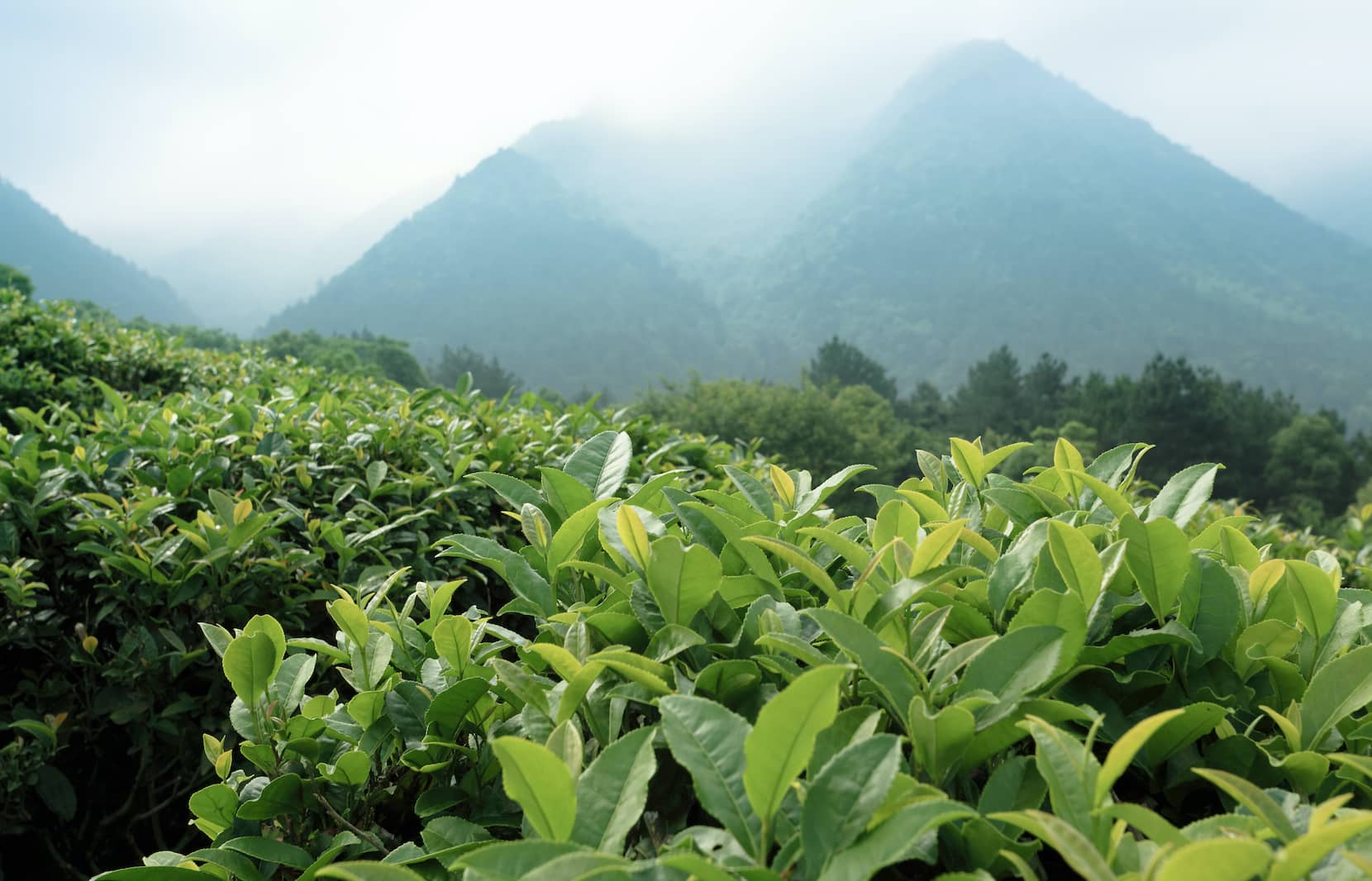 Of High Tea and Faulty Toilets 1 A vibrant green tea estate stretches across rolling hills, with misty mountains in the background, characteristic of Majuli.