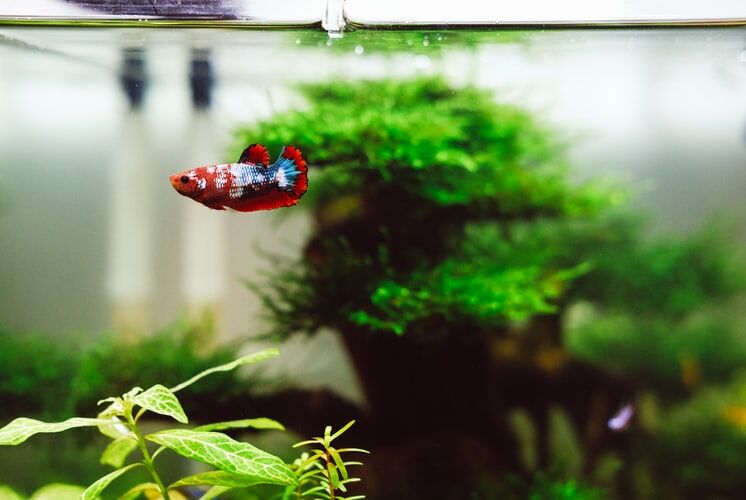What Are The Best Ways To Control Algae in Your Fish Tanks 1 Betta fish in a tank with green algae on plants, creating a lush underwater scene.