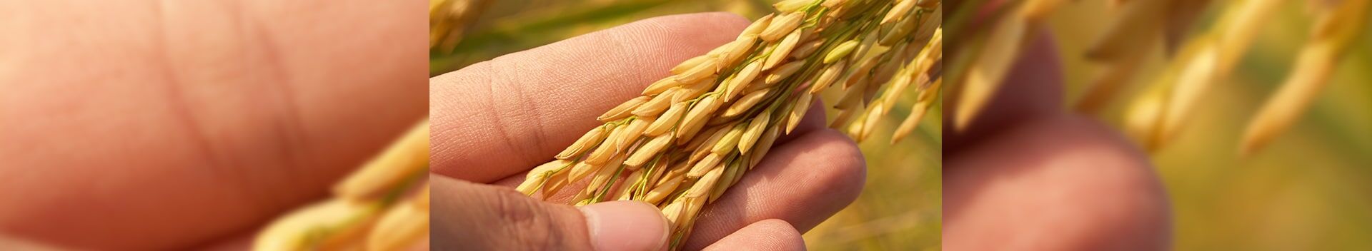 Biological Seed Treatment: Enhancing The Growing Power Of Plants 1 Biological Seed Treatment
