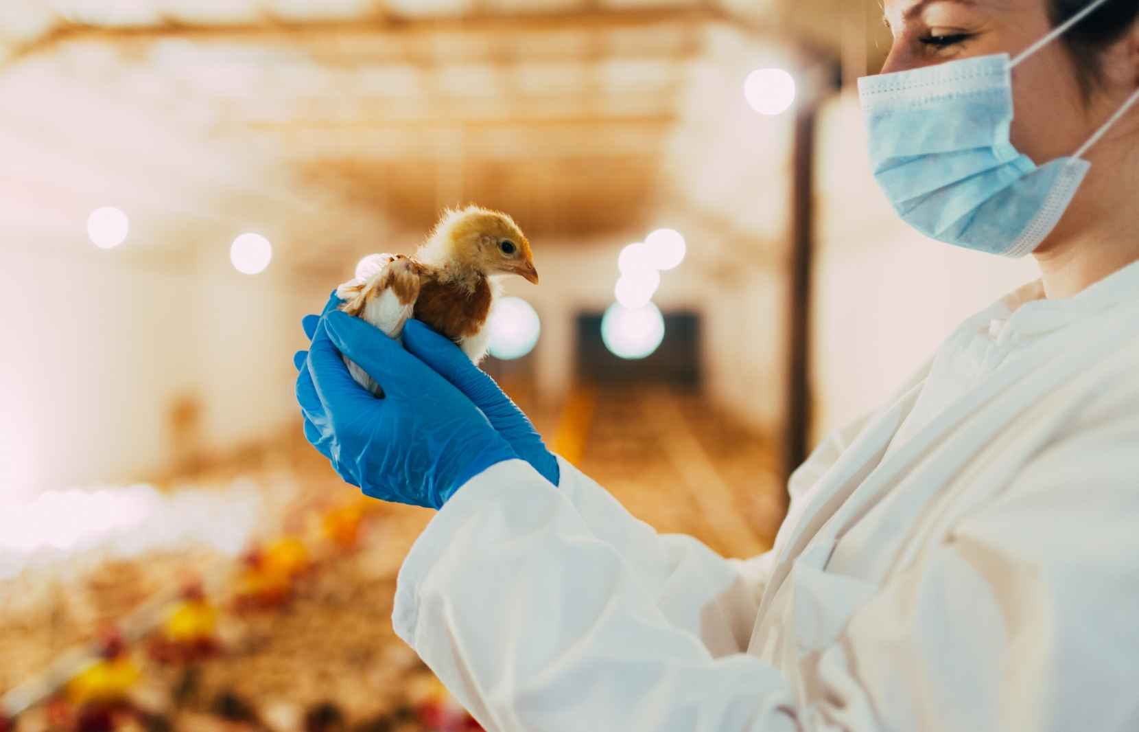 Do You Still Believe That Antibiotics Provide An Effective Solution For Poultry Animals Management? Think Again! 1 Poultry Animal Antibiotics