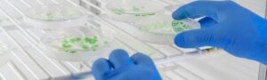 What Are the Uses of Probiotics in Aquaculture 1 Hands in blue gloves handling petri dishes with green cultures for aquaculture probiotics.
