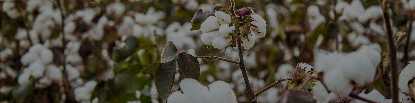 Close-Up of Cotton Plants in a Field Highlighting an Effect of Cotton Growth Promoter