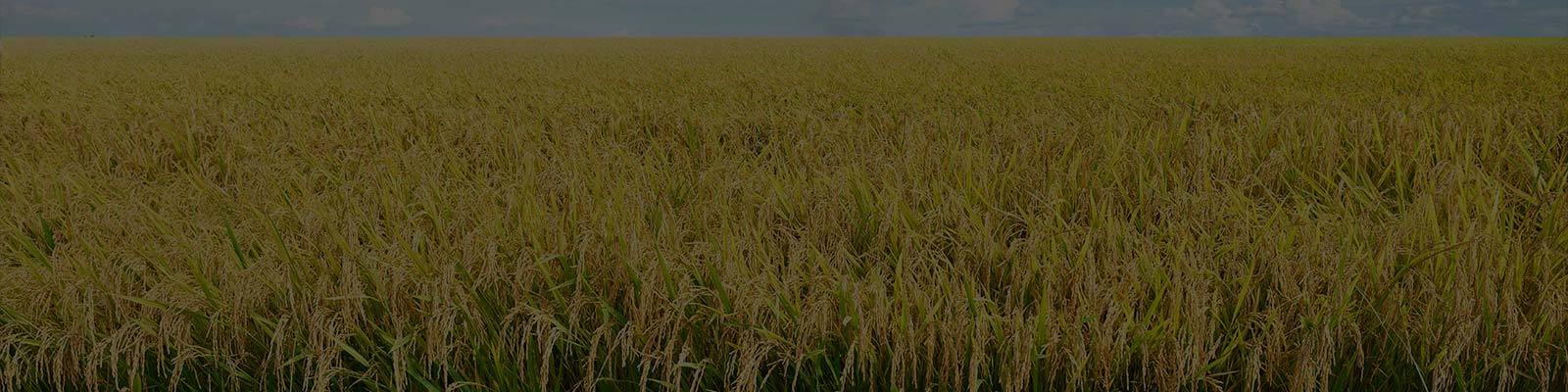 A serene landscape featuring a golden rice field, enhanced by paddy growth promoter, under a cloudy sky.